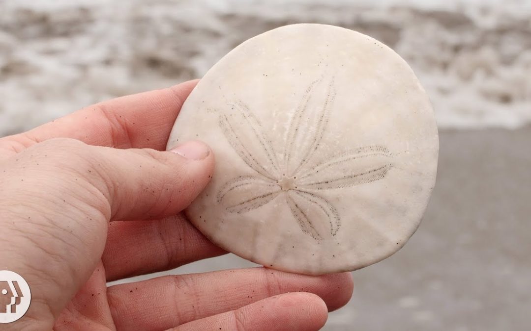What Do Sand Dollars Look Like When They’re Alive?