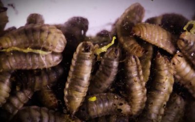 The Very Hungry Maggot: Can Maggots Devour All Our Food Waste?