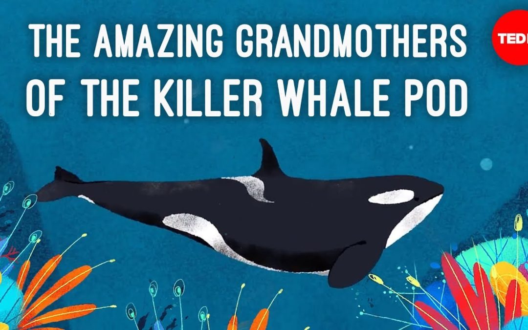 Killer Whale Grandmas Are Rad