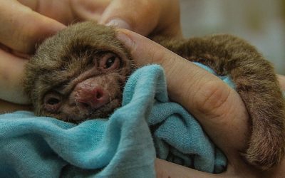 Rescuing a Tiny, Newborn Sloth