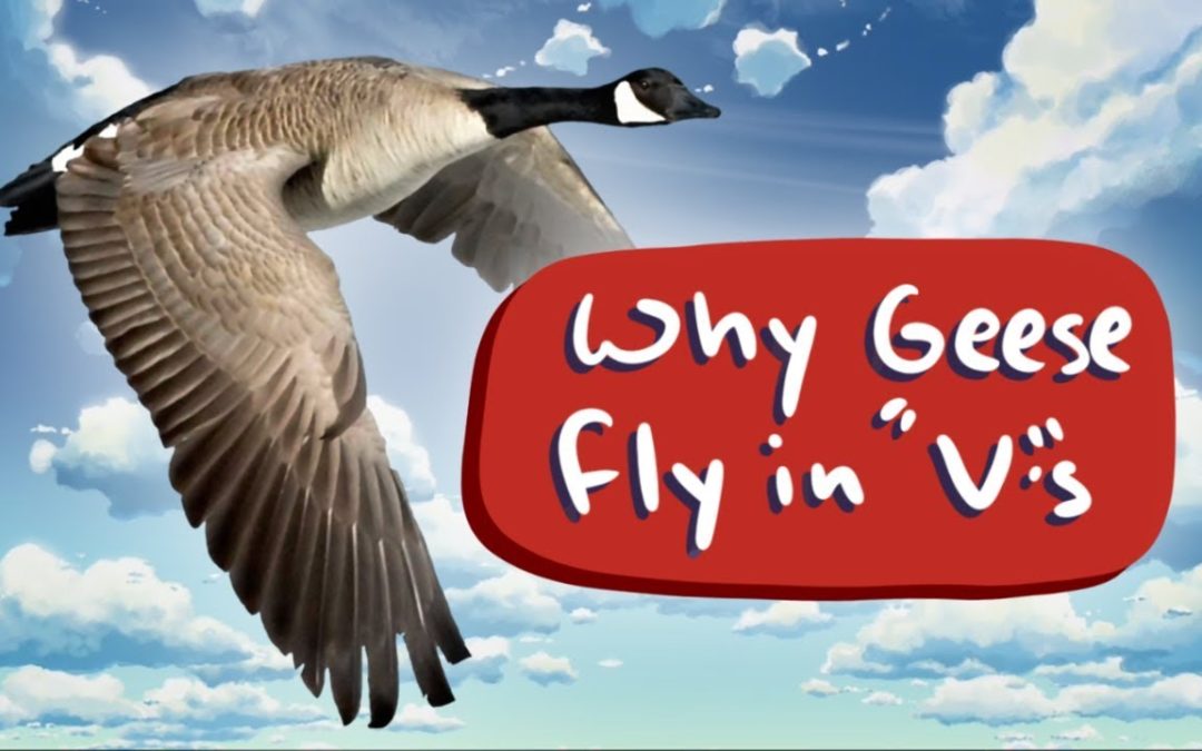 Why do geese fly in a “V” formation?