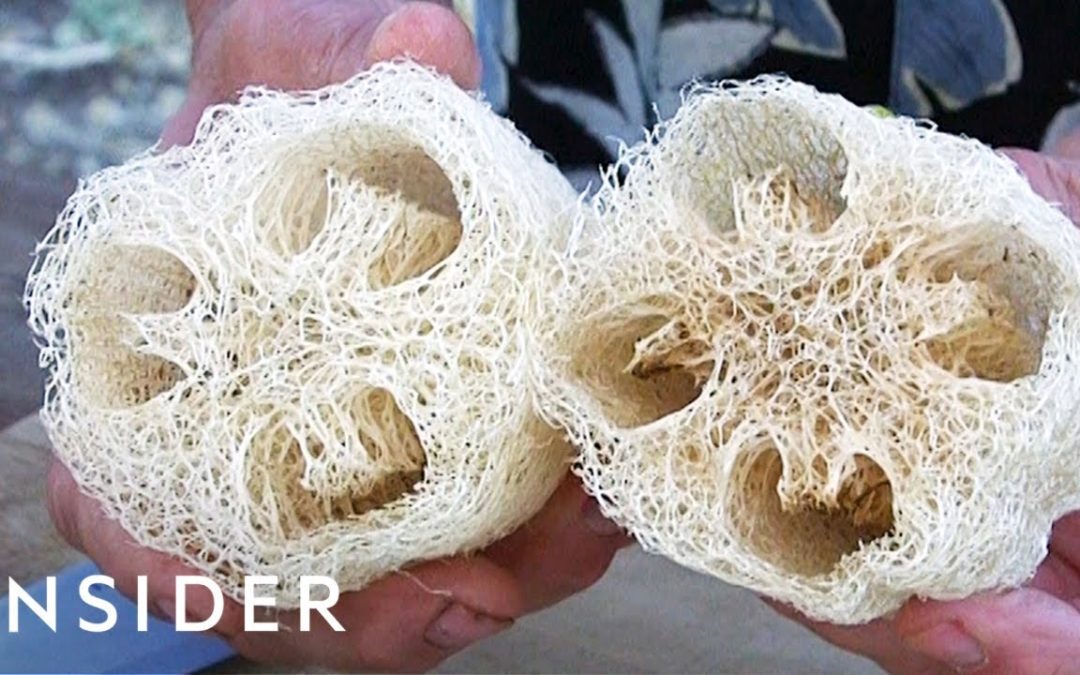 How Luffa Sponges Are Made